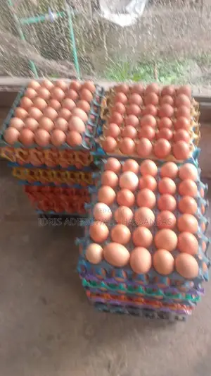 Bulk Eggs Available to Supplies