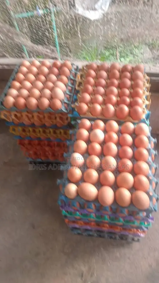 Bulk Eggs Available to Supplies