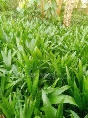 Hybrid Malaysian Oilpalm Seedlings