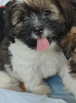 1-3 months Male Purebred Lhasa Apso