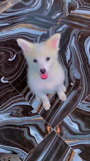 1-3 months Female Purebred American Eskimo
