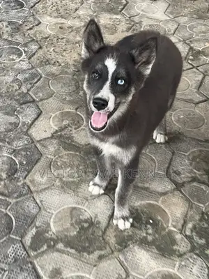 1-3 months Female Purebred Siberian Husky
