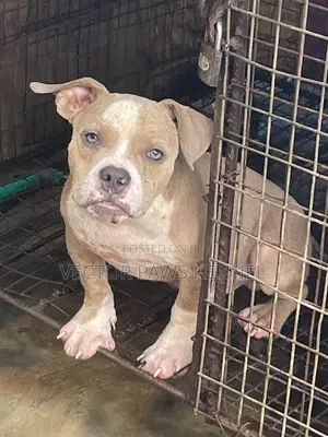 3-6 months Male Purebred American Bully