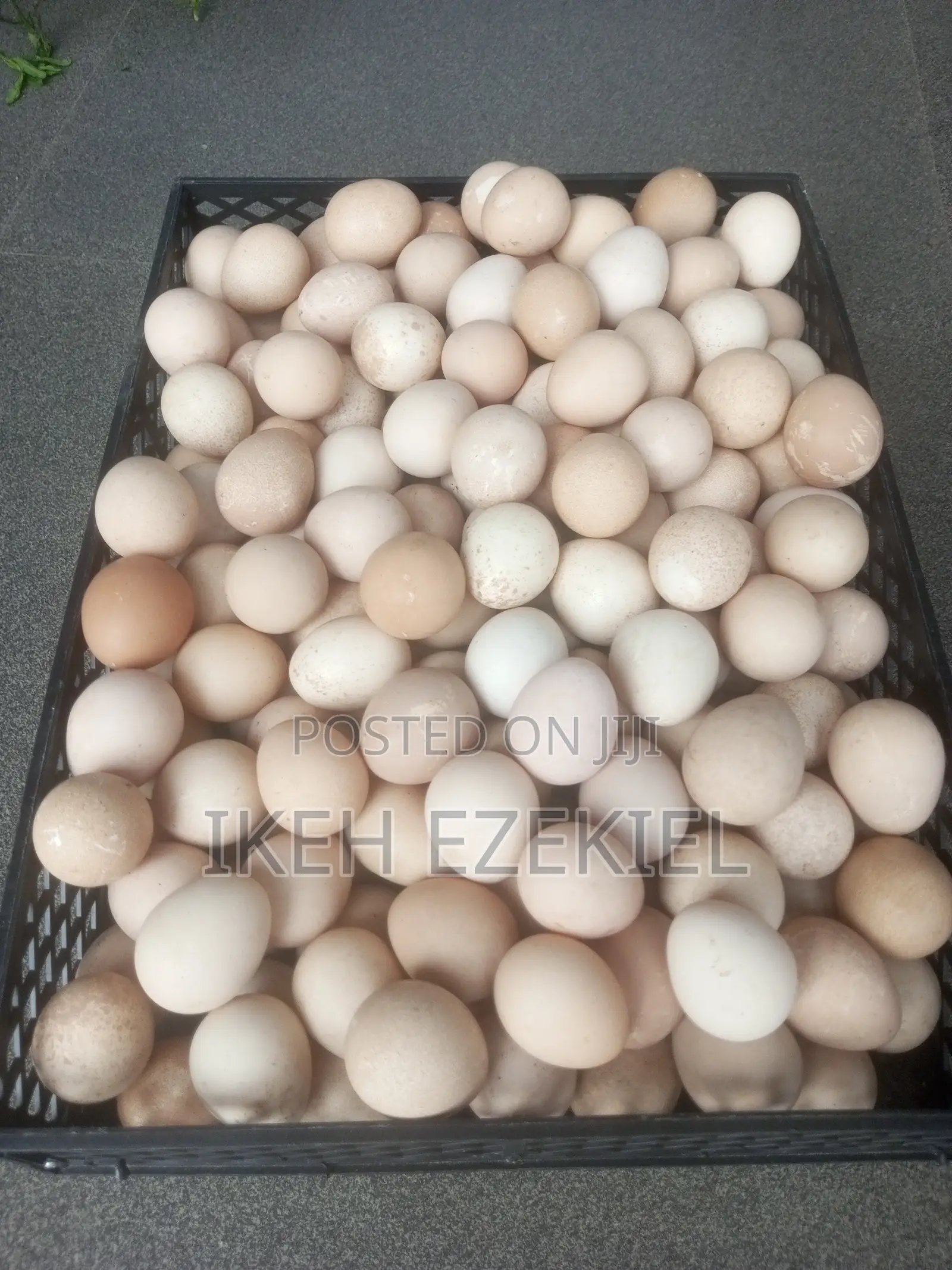 Guinea Fowl Egg (Fertile)