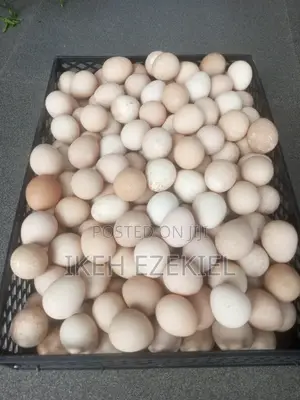 Guinea Fowl Egg (Fertile)