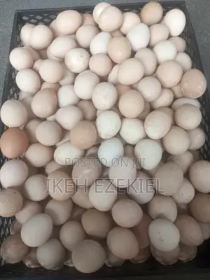 Guinea Fowl Egg (Fertile)
