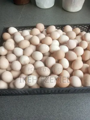 Guinea Fowl Egg (Fertile)