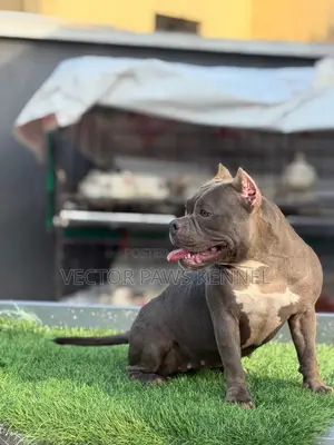 6-12 months Female Purebred American Bully