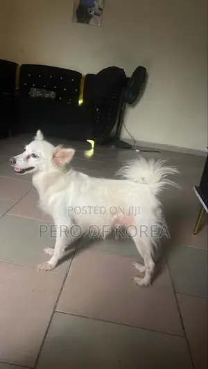 1+ year Female Purebred American Eskimo