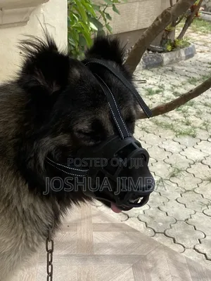 1+ year Male Purebred Caucasian Shepherd