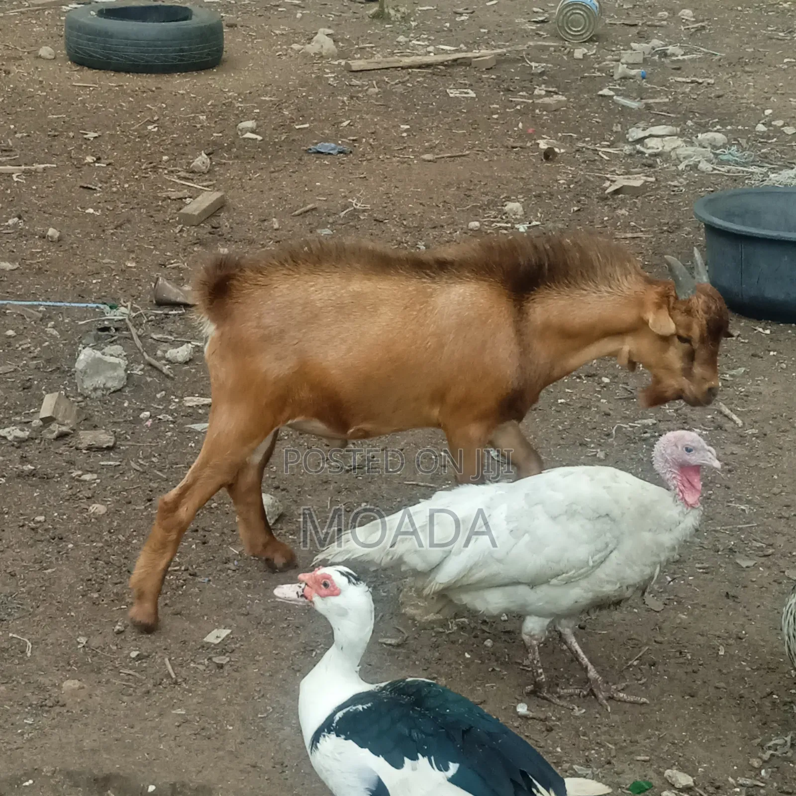 Giant Turkeys