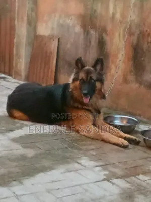 1+ year Male Purebred German Shepherd