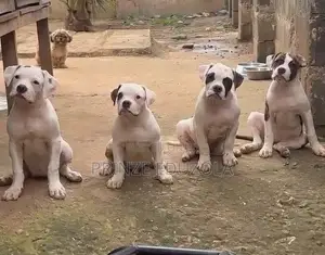 1-3 months Female Purebred American Bulldog