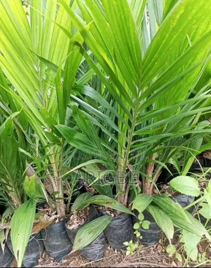High Breed Tenera Palm
