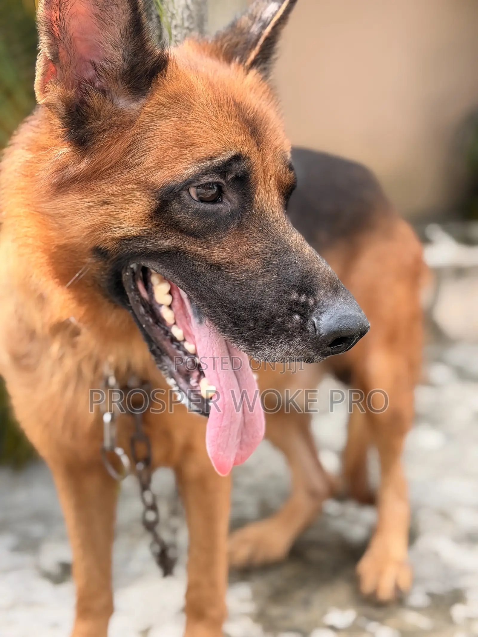 Showline German Shepherd Available for Matting Services
