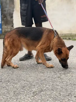 Showline German Shepherd Available for Matting Services