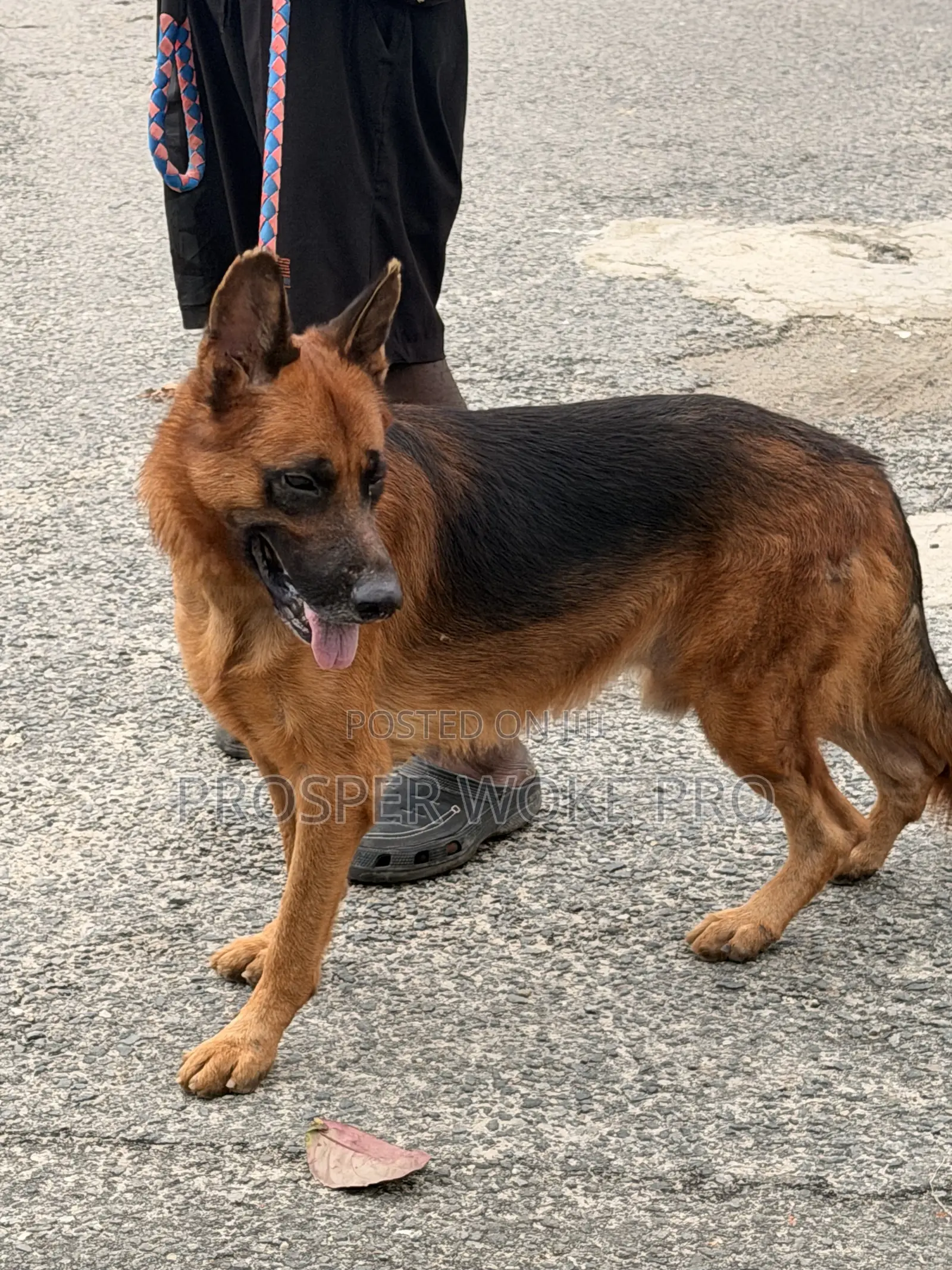 Showline German Shepherd Available for Matting Services
