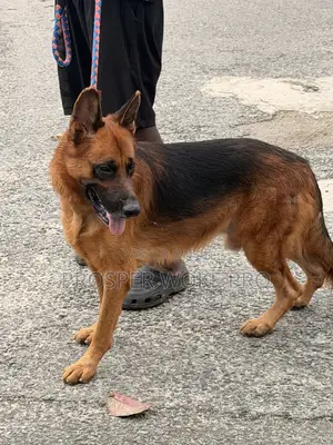 Showline German Shepherd Available for Matting Services