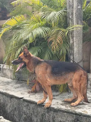Showline German Shepherd Available for Matting Services