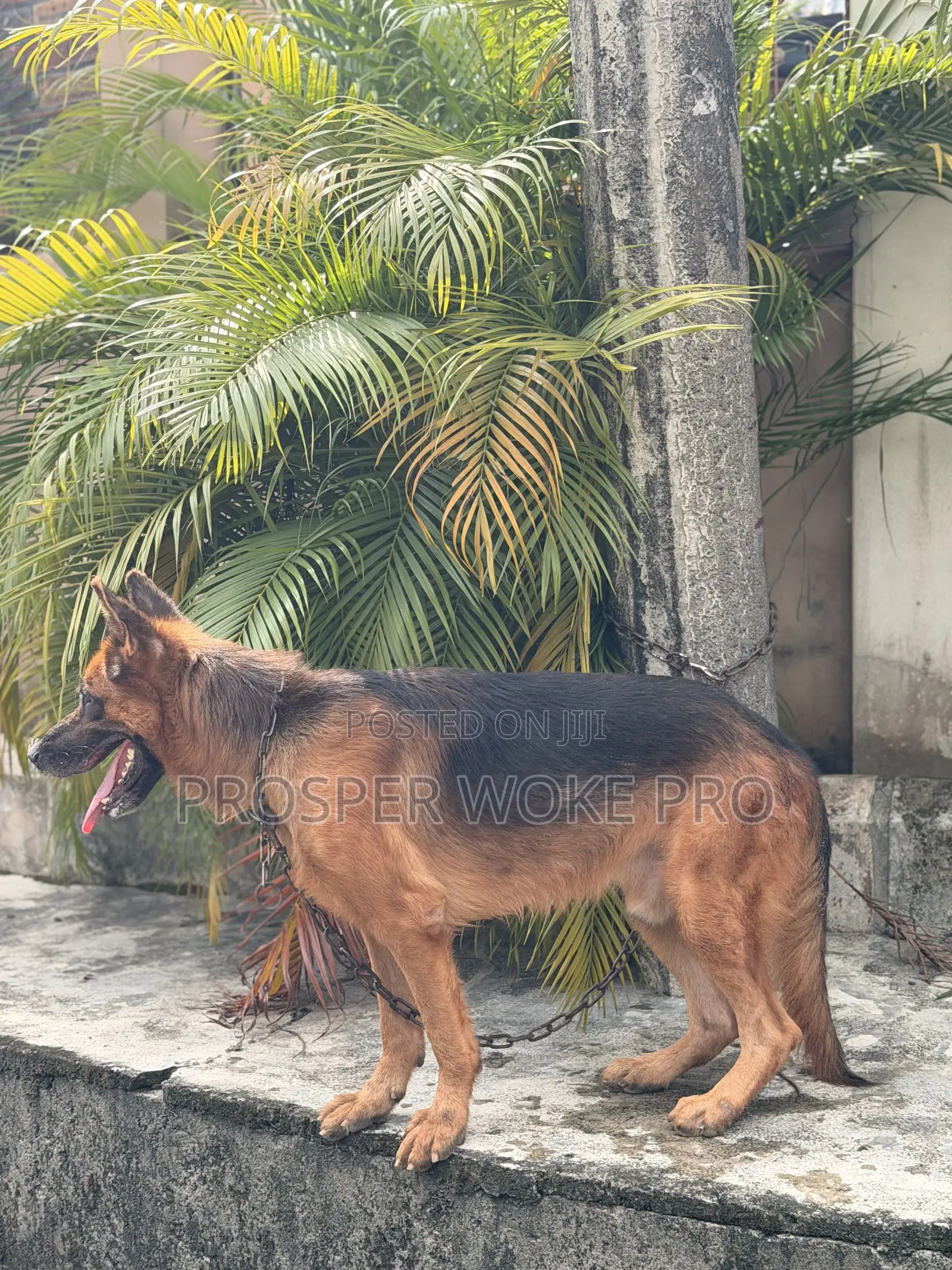 Showline German Shepherd Available for Matting Services