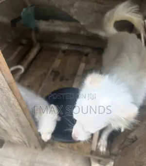 6-12 months Female Purebred American Eskimo