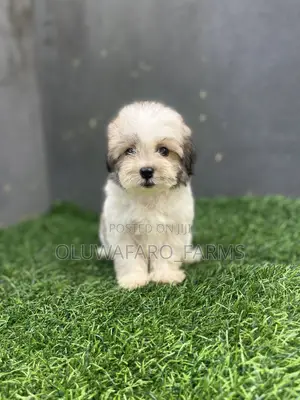 1-3 months Female Purebred Lhasa Apso
