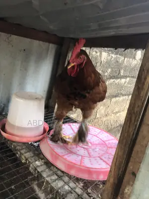 Brahma Chicken N Xy