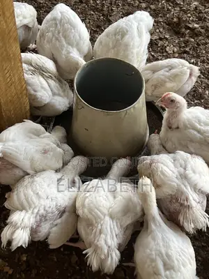 Mature Broiler