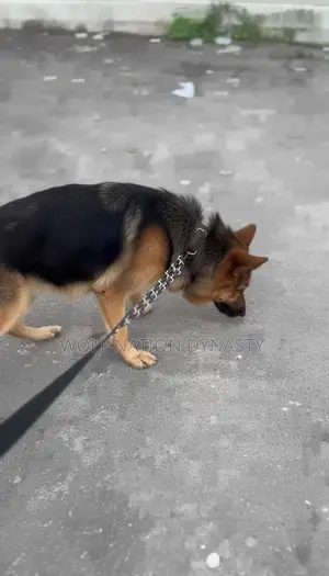 3-6 months Male Purebred German Shepherd