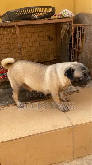 1+ year Female Purebred Pug