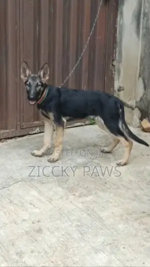 3-6 months Male Purebred German Shepherd