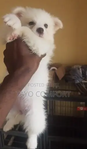 1-3 months Male Purebred American Eskimo