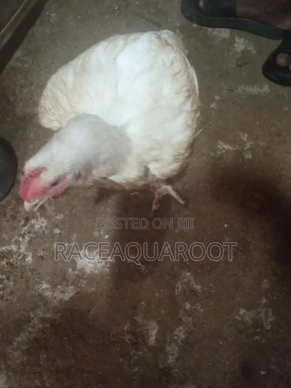 Broilers/Frozen