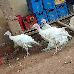 Three Months Old Foreign Turkey