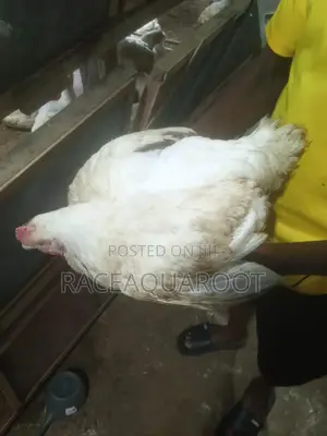 Live Chicken/Frozen