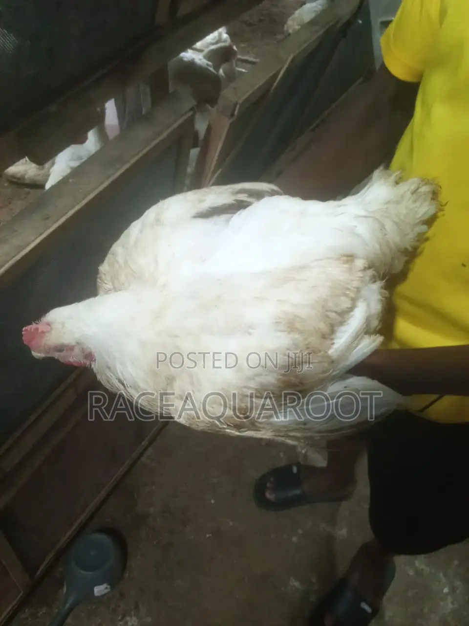 Live Chicken/Frozen