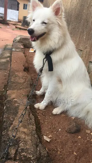 6-12 months Female Purebred American Eskimo