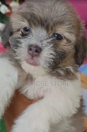 1-3 months Female Purebred Lhasa Apso