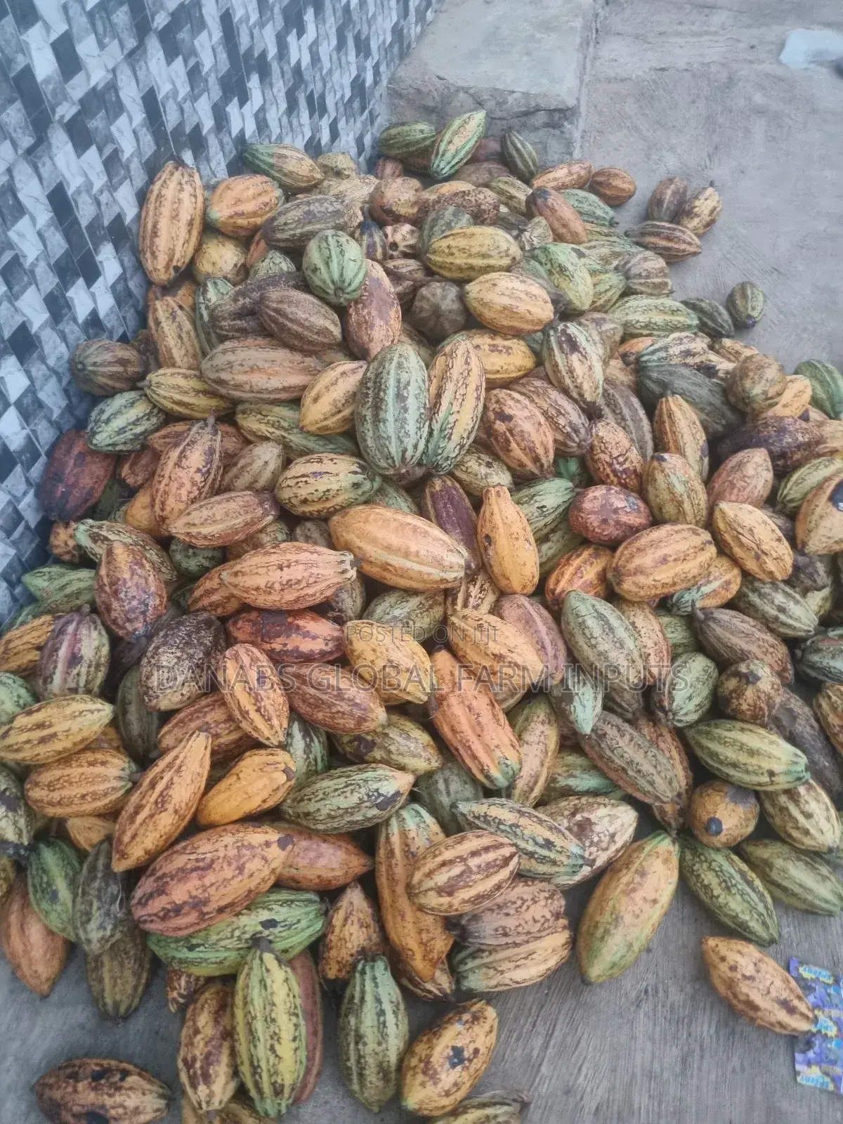 Cocoa Pods