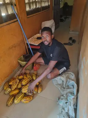 Cocoa Pods