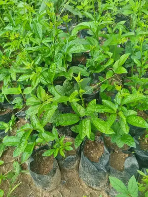 Ugwu Seedlings