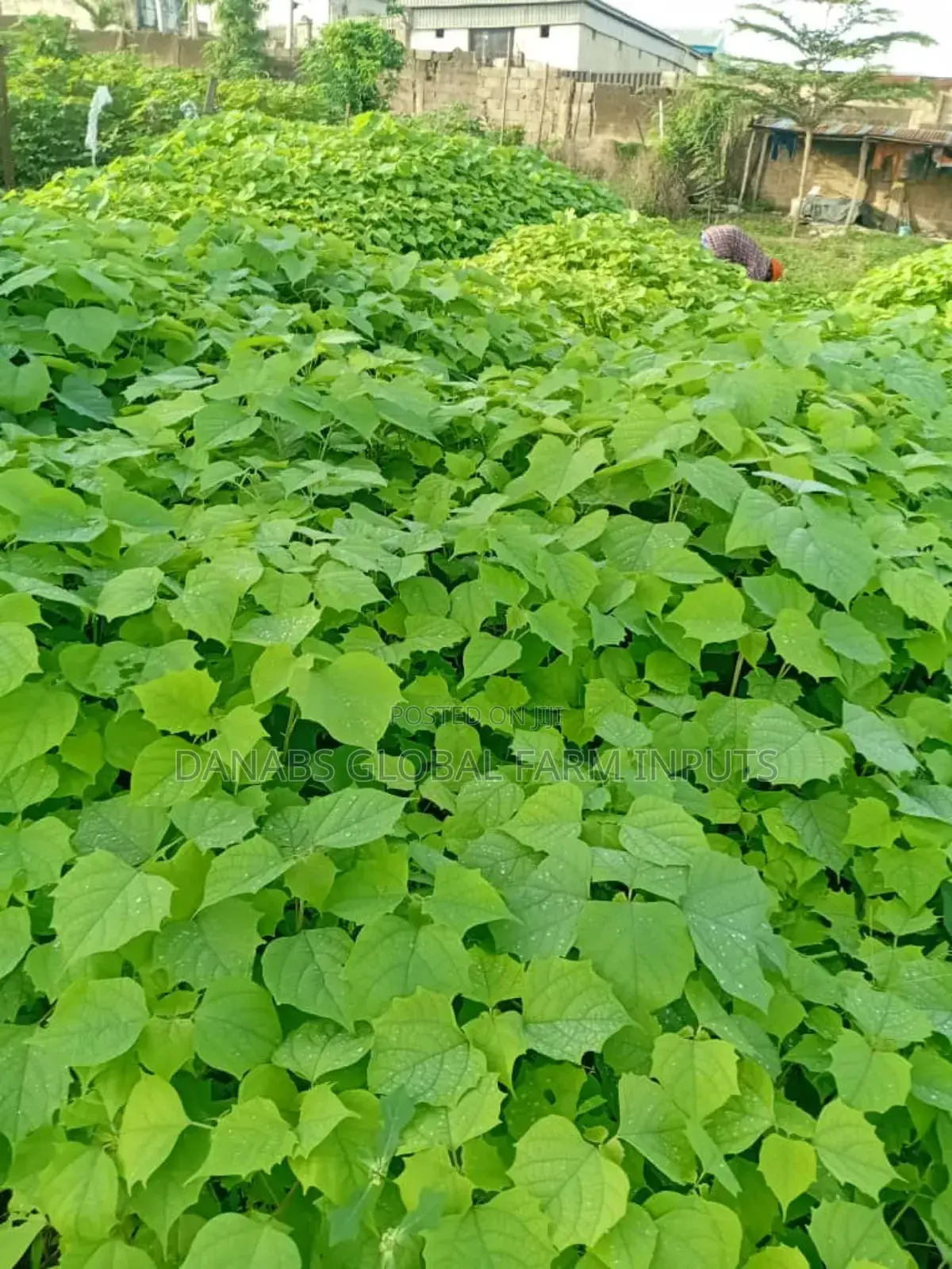 Melina Seedlings