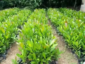 Jumbo Cashew Seedlings