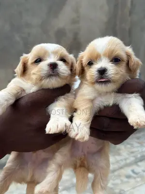 0-1 month Male Purebred Lhasa Apso