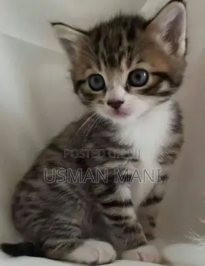 1-3 months Female Purebred Tabby