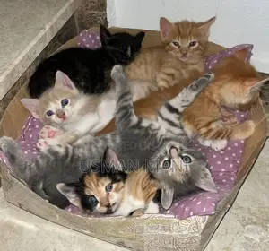 1-3 months Female Purebred Tabby