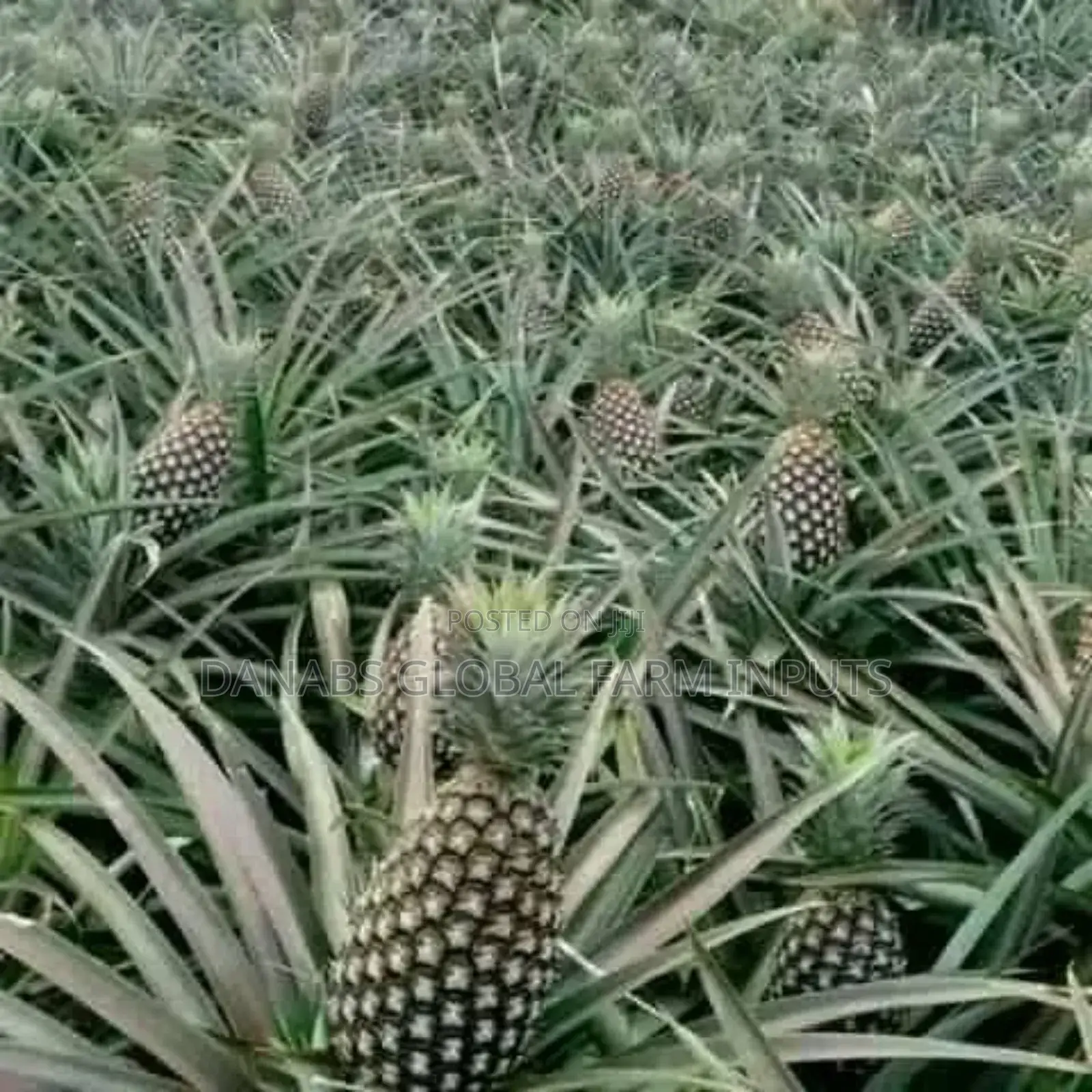 Pineapple Suckers