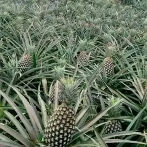 Pineapple Suckers