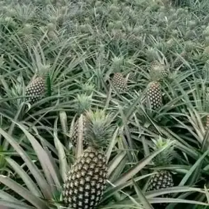Pineapple Suckers