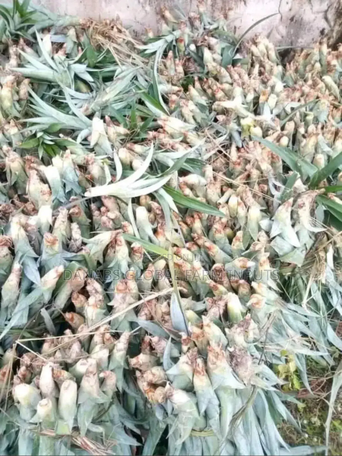 Pineapple Suckers